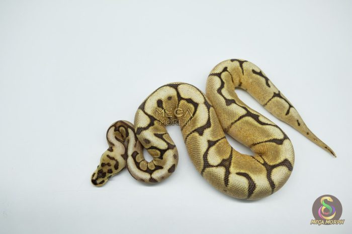 5077 0.1 SPIDER ASPHALT - Image 2