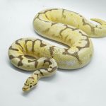 5078 0.1 ENCHI FIRE SPIDER ASPHALT