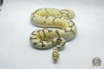 5078 0.1 ENCHI FIRE SPIDER ASPHALT - Image 3