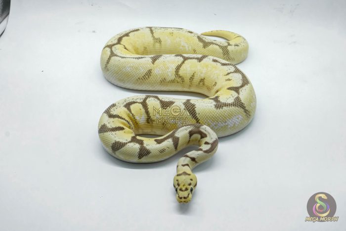 5078 0.1 ENCHI FIRE SPIDER ASPHALT - Image 3