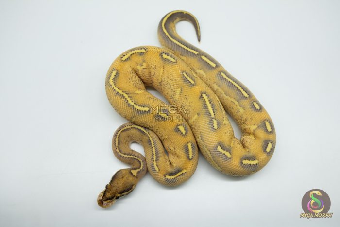 5080 1.0 HIGHWAY - Image 2