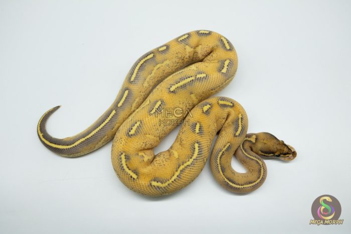 5080 1.0 HIGHWAY - Image 3