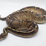 5081 1.0 SUPER GRAVEL