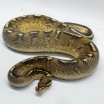 5082 1.0 SUPER GRAVEL