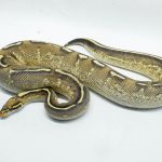 5083 0.1 SUPIER GRAVEL