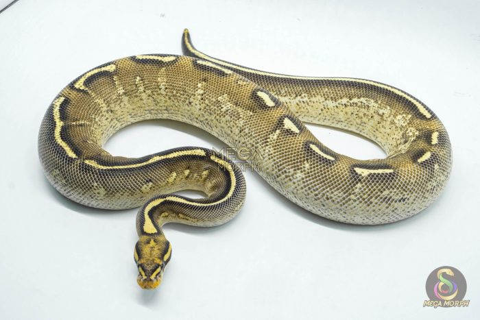 5083 0.1 SUPIER GRAVEL - Image 2