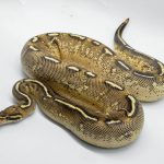 5084 0.1 SUPER GRAVEL