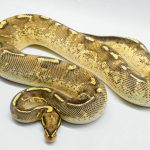 5085 0.1 SUPER GRAVEL