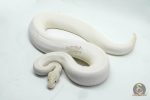 5086 0.1 ENCHI IVORY HET PIEBALD