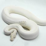 5086 0.1 ENCHI IVORY HET PIEBALD