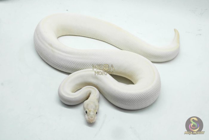 5086 0.1 ENCHI IVORY HET PIEBALD - Image 2