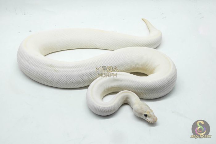 5086 0.1 ENCHI IVORY HET PIEBALD - Image 3