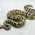 5087 0.1 PASTEL GHI SPOTNOSE YELLOW BELLY