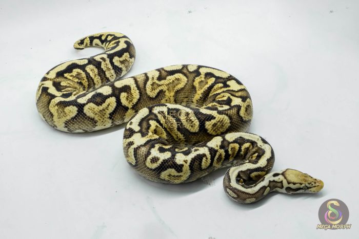 5087 0.1 PASTEL GHI SPOTNOSE YELLOW BELLY - Image 2
