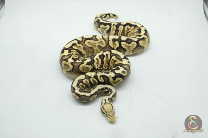5087 0.1 PASTEL GHI SPOTNOSE YELLOW BELLY - Image 3