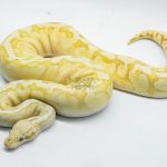 5088 0.1 BANANA PASTEL GHI SPOTNOSE YELLOW BELLY