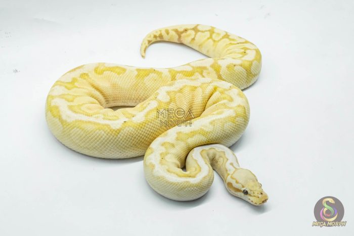 5088 0.1 BANANA PASTEL GHI SPOTNOSE YELLOW BELLY - Image 2