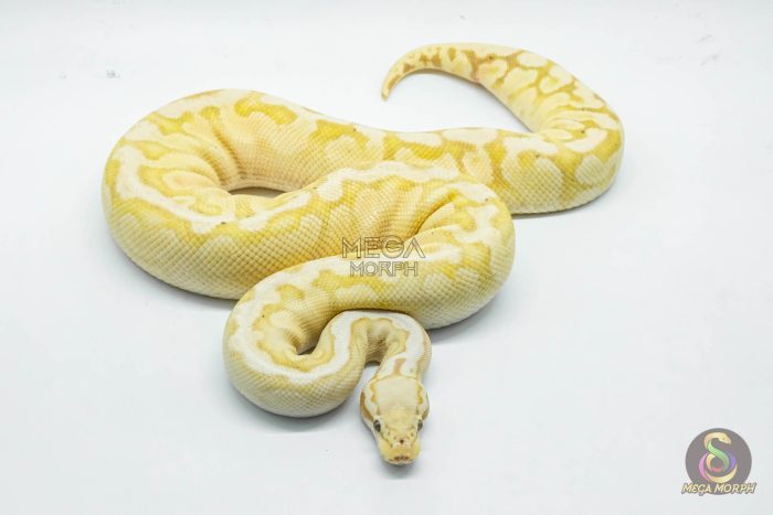5088 0.1 BANANA PASTEL GHI SPOTNOSE YELLOW BELLY - Image 3