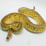 5091 1.0 BARNHART BLACK PEWTER CLOWN POSSIBLE YELLOW BELLY