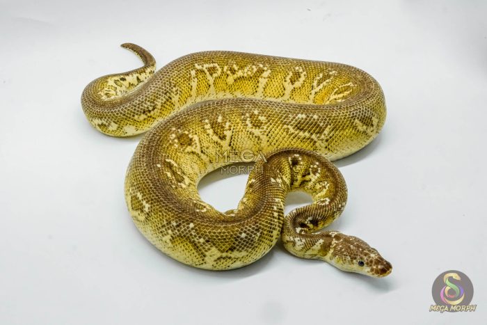 5091 1.0 BARNHART BLACK PEWTER CLOWN POSSIBLE YELLOW BELLY - Image 3