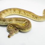 5092 0.1 BARNHART BLACK PEWTER CLOWN