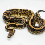 5096 0.1 BARNHART BLACK PASTEL LEOPARD 0.5 HET CLOWN