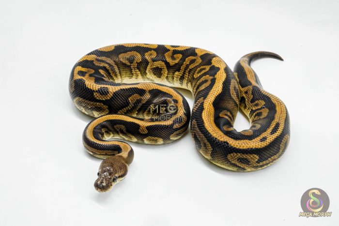 5096-1-1.jpg 5096 0.1 BARNHART BLACK PASTEL LEOPARD 0.5 HET CLOWN - Image 1