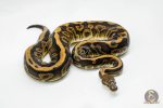 5096 0.1 BARNHART BLACK PASTEL LEOPARD 0.5 HET CLOWN - Image 2
