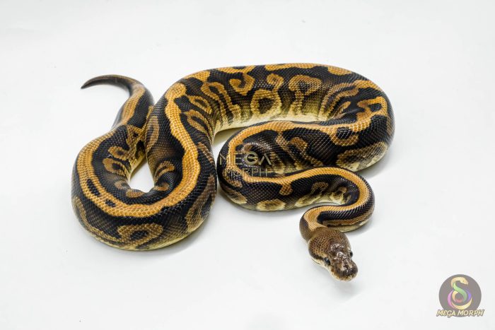 5096-2-1.jpg 5096 0.1 BARNHART BLACK PASTEL LEOPARD 0.5 HET CLOWN - Image 2