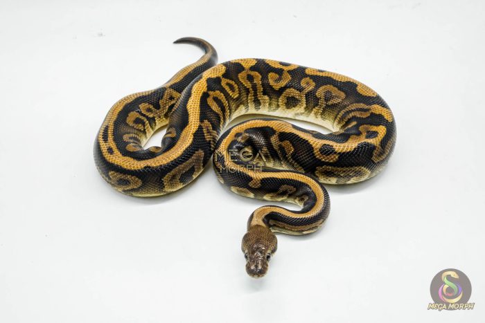 5096-3-1.jpg 5096 0.1 BARNHART BLACK PASTEL LEOPARD 0.5 HET CLOWN - Image 3