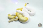 5102 1.0 ALBINO PIEBALD