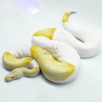 5102 1.0 ALBINO PIEBALD
