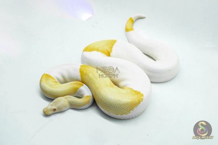 5102 1.0 ALBINO PIEBALD