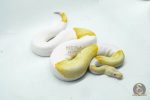 5102 1.0 ALBINO PIEBALD - Image 2