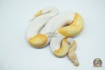 5102 1.0 ALBINO PIEBALD - Image 3