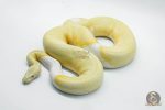5104 1.0 ALBINO PIEBALD