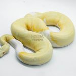 5104 1.0 ALBINO PIEBALD