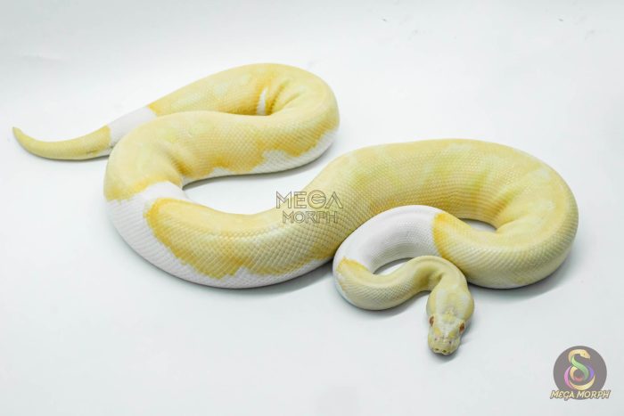 5104 1.0 ALBINO PIEBALD - Image 2