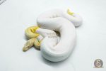 5105 1.0 ALBINO PIEBALD