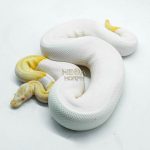 5105 1.0 ALBINO PIEBALD