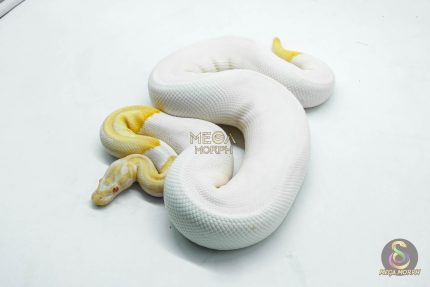 5105 1.0 ALBINO PIEBALD