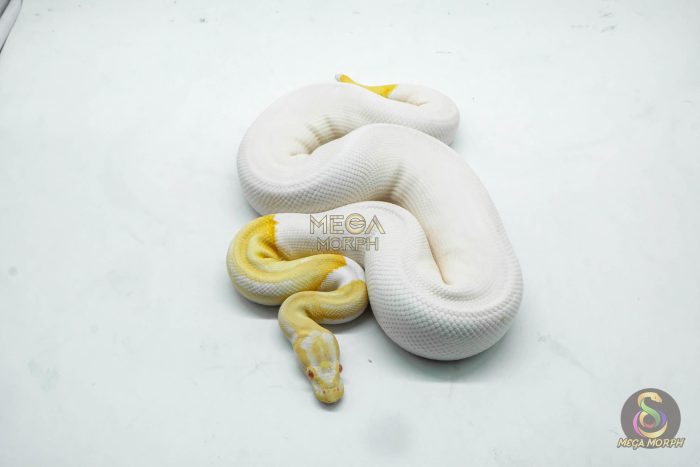 5105 1.0 ALBINO PIEBALD - Image 2