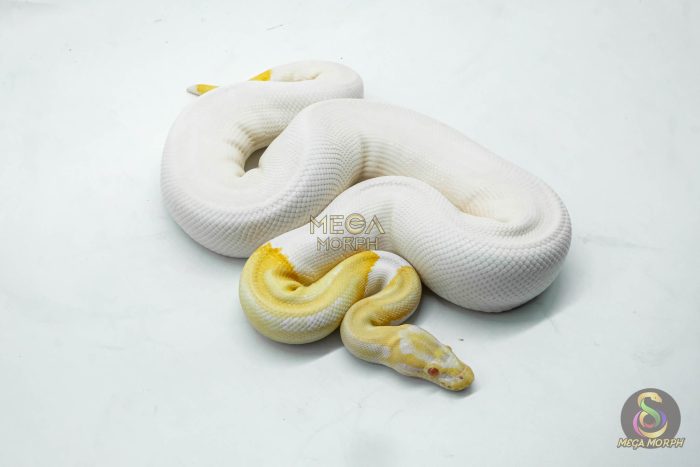 5105 1.0 ALBINO PIEBALD - Image 3