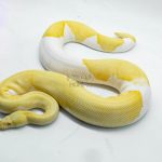 5106 1.0 ALBINO PIEBALD ENCHI