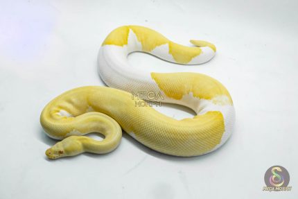 5106 1.0 ALBINO PIEBALD ENCHI