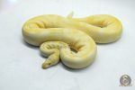 5107 1.0 ALBINO PIEBALD ENCHI