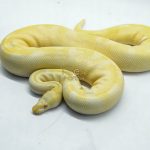 5107 1.0 ALBINO PIEBALD ENCHI