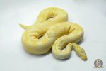 5107 1.0 ALBINO PIEBALD ENCHI - Image 2