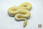 5107 1.0 ALBINO PIEBALD ENCHI - Image 3