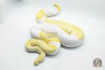 5109 0.1 ALBINO PIEBALD MOJAVE (Proven breeder)